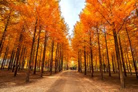 Gapyeong / Nami Island