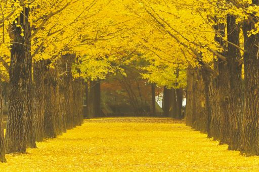 Gapyeong / Nami Island
