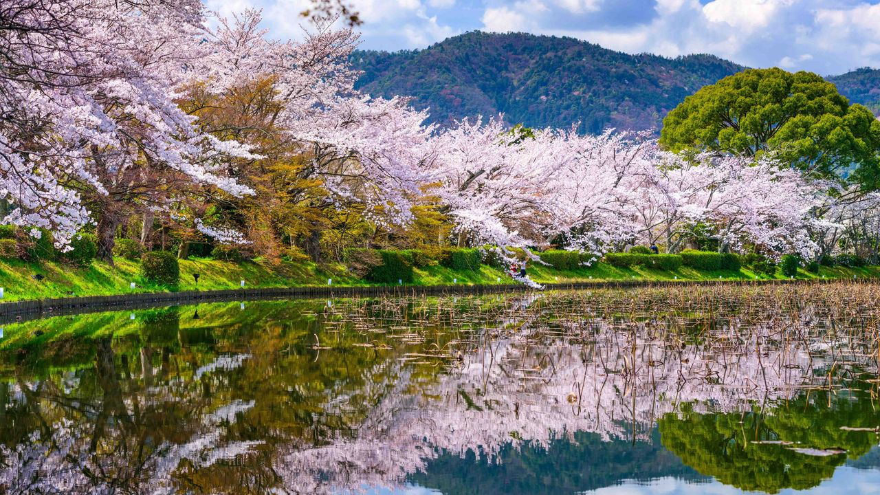 Kyoto- Tradition and Timeless Japan