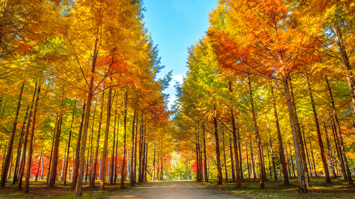 Gapyeong / Nami Island