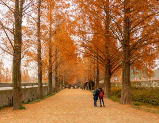 Walk the Tree-Lined Roads
