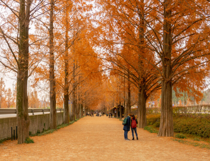 Gapyeong / Nami Island