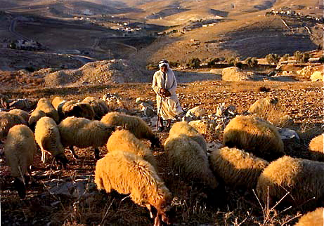 Shepherds Field