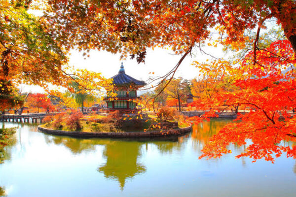 Gyeongbokgung in Autumn: Why Seoul Is Most Beautiful When Golden Leaves Surround Its Royal Palace