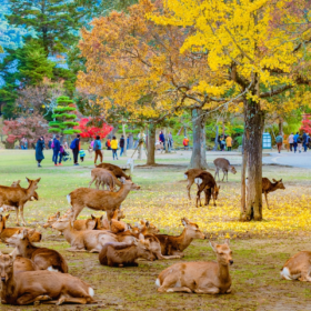 Nara Park: The Timeless Symbol of Japan's Ancient Capital