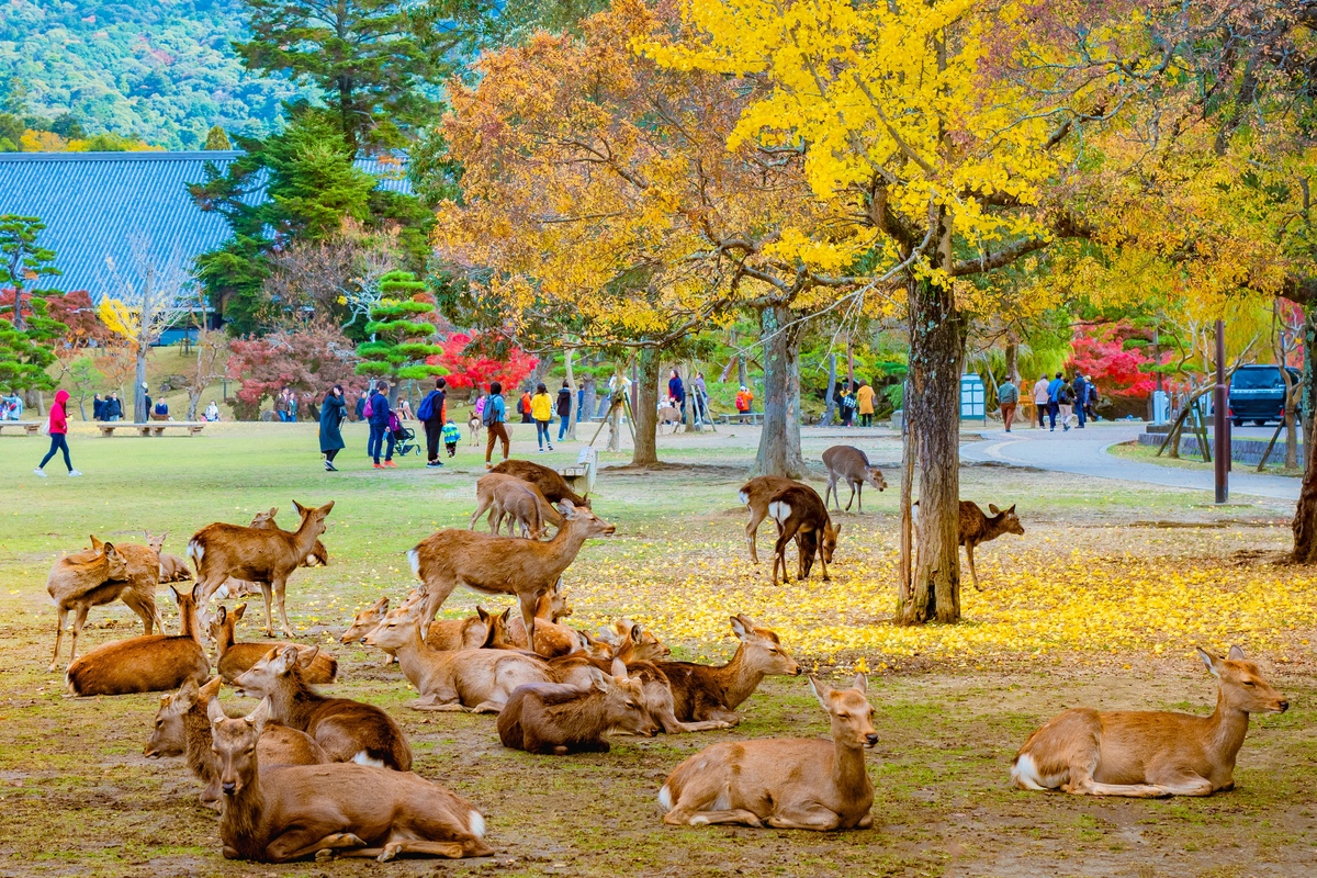 Autumn Splendor of East Asia