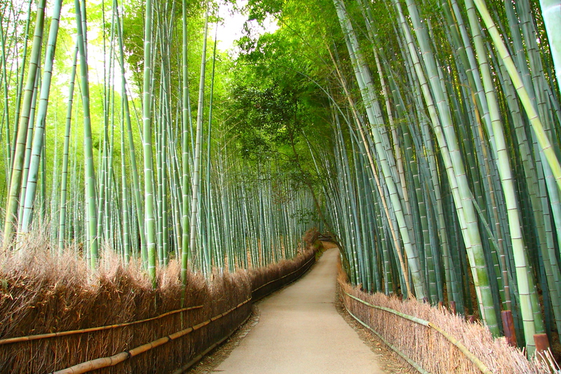 Kyoto- Tradition and Timeless Japan